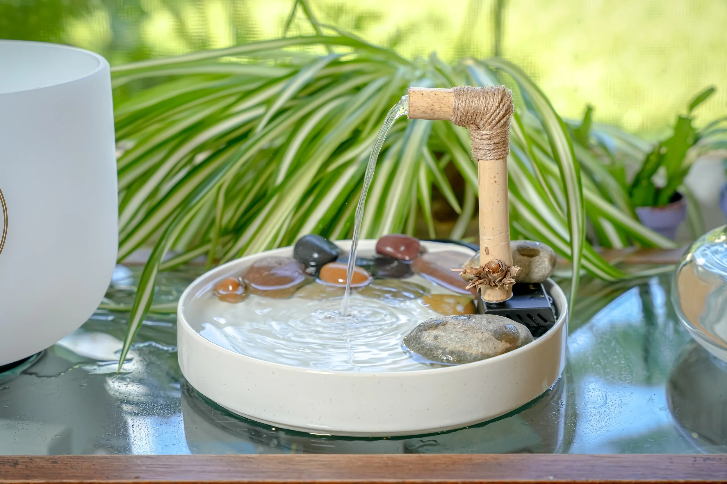 2023_08_22 Reiki Zen Bird Shop - Budgie Spa Round-2.jpg