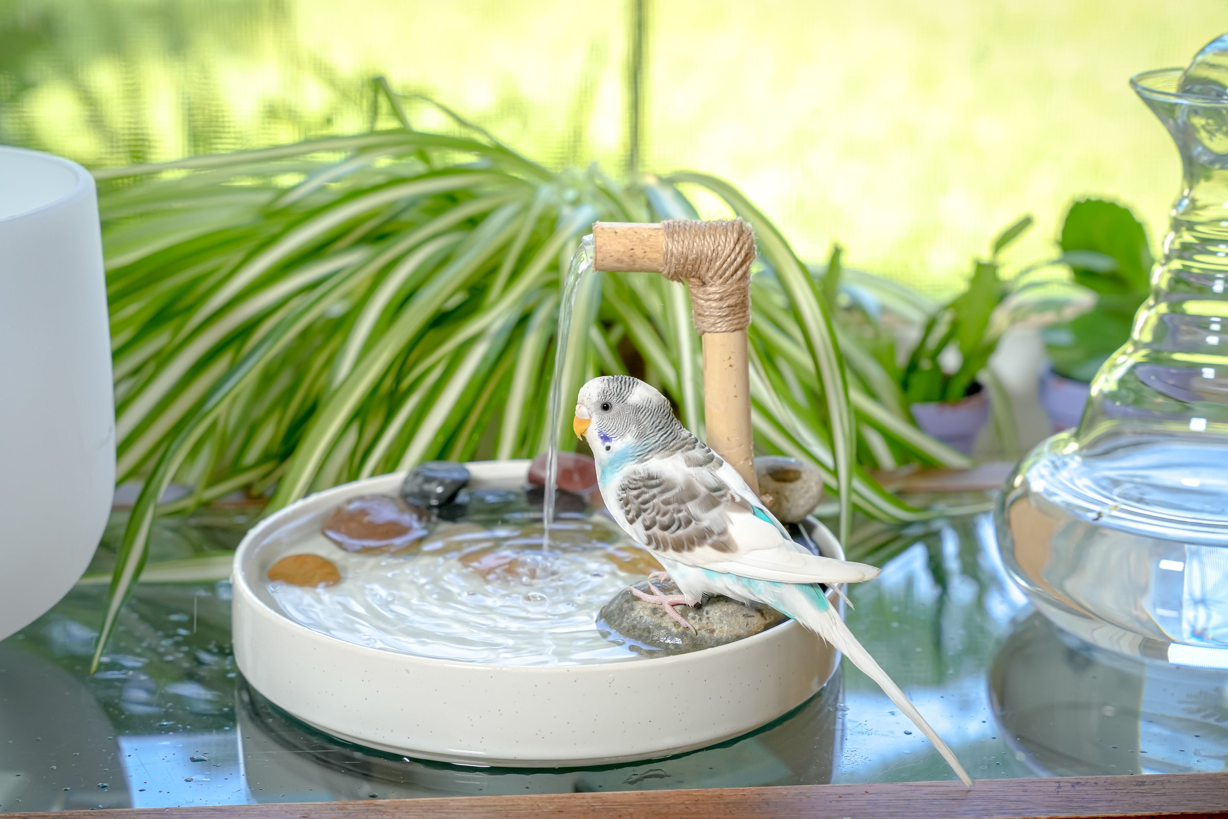 2023_08_22 Reiki Zen Bird Shop - Budgie Spa Round-4.jpg