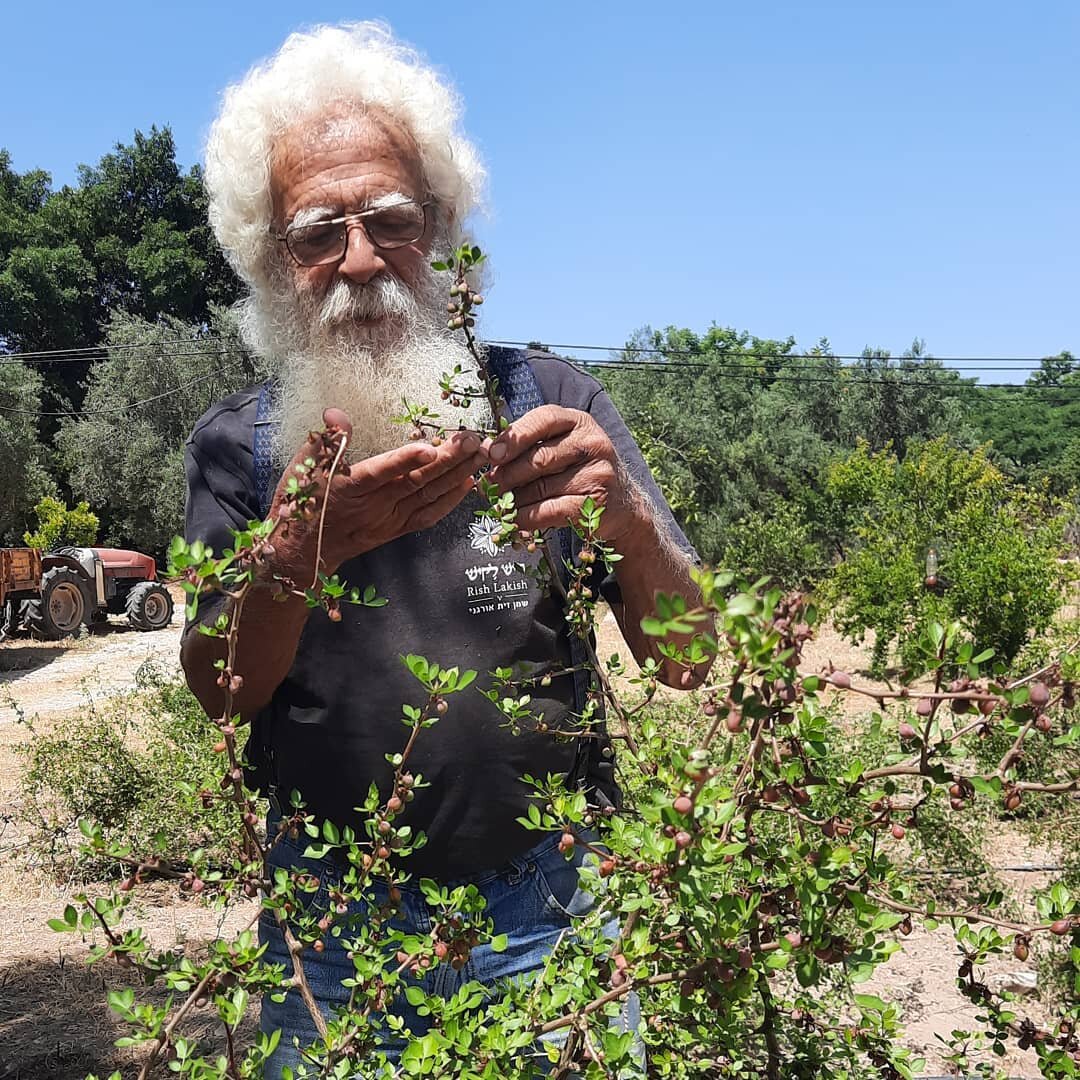 כשאבא שלי, מיכה, יוצא לערוגות הבושם של צמחי המור הגלעדי - האפרסמון המקראי הנודע.