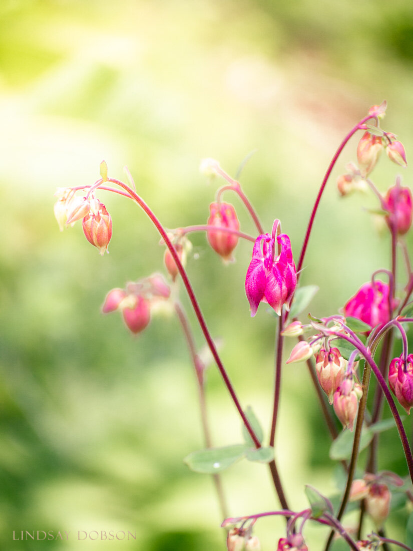 An Introduction To Flower Plant Photography an-introduction-to-flower-plant-photography