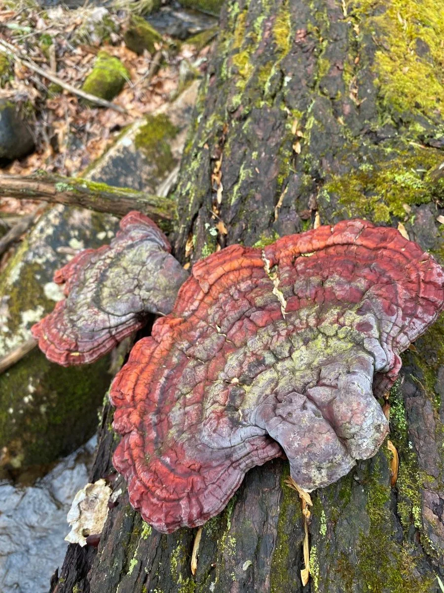 Why Joy is a Part of Grieving: Body of Wisdom, Pink Moon