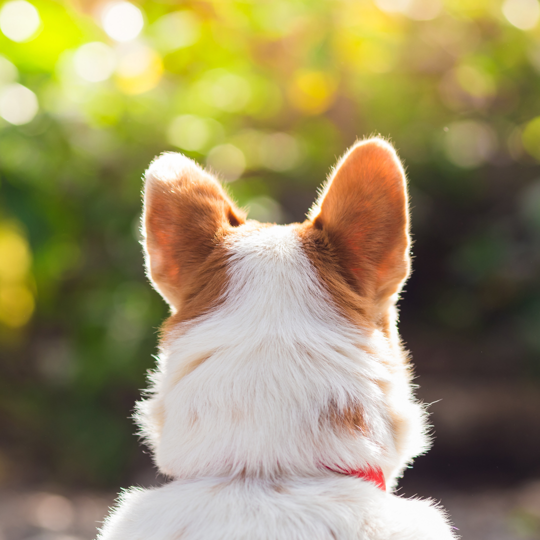 Hebden’s Happy Hounds - Calder Holmes Park