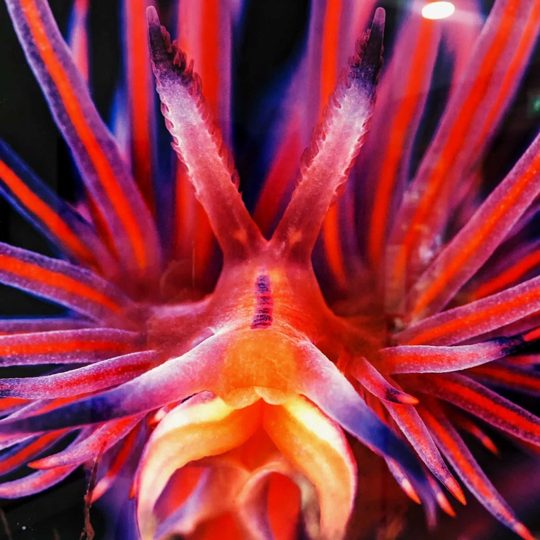 August Exhibition - Jenny Stock: Deep Visions