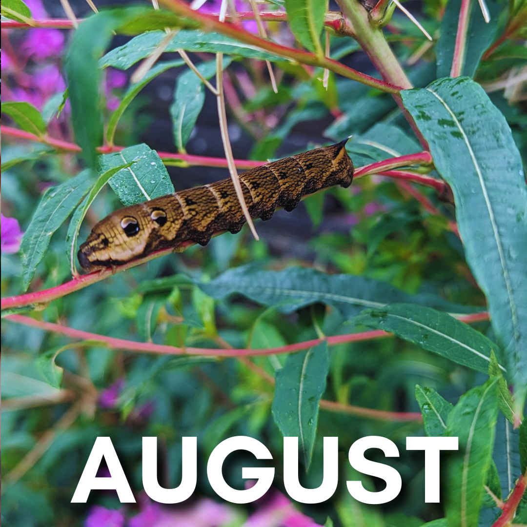 August Events at the Town Hall