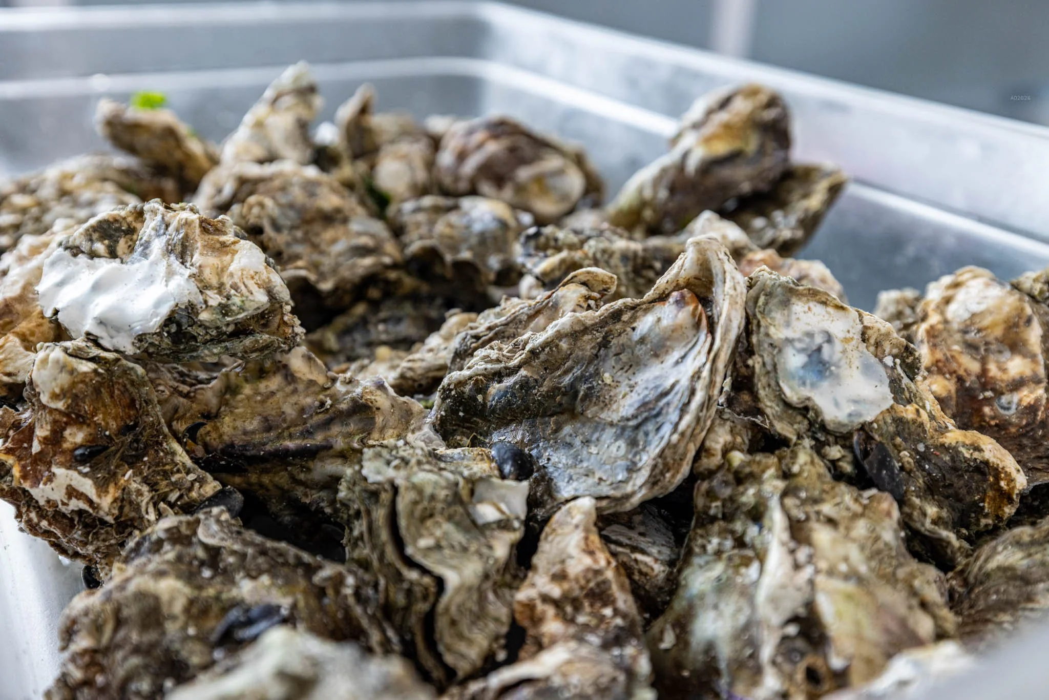 seafoodconnection-oysters-shell-2026-adventuringduo-1.jpg