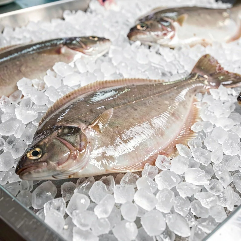 Fresh whole Petrale sole on a bed of crushed ice.jpg