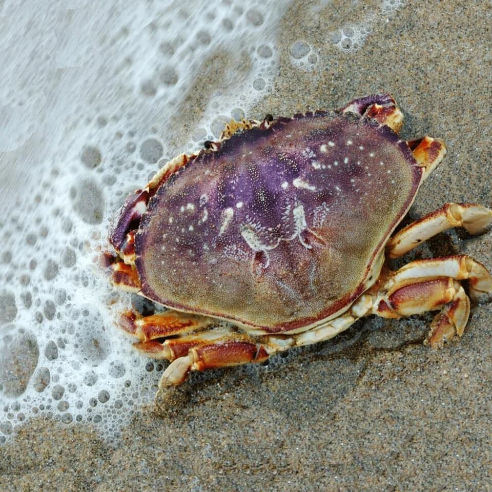 Crab.jpg