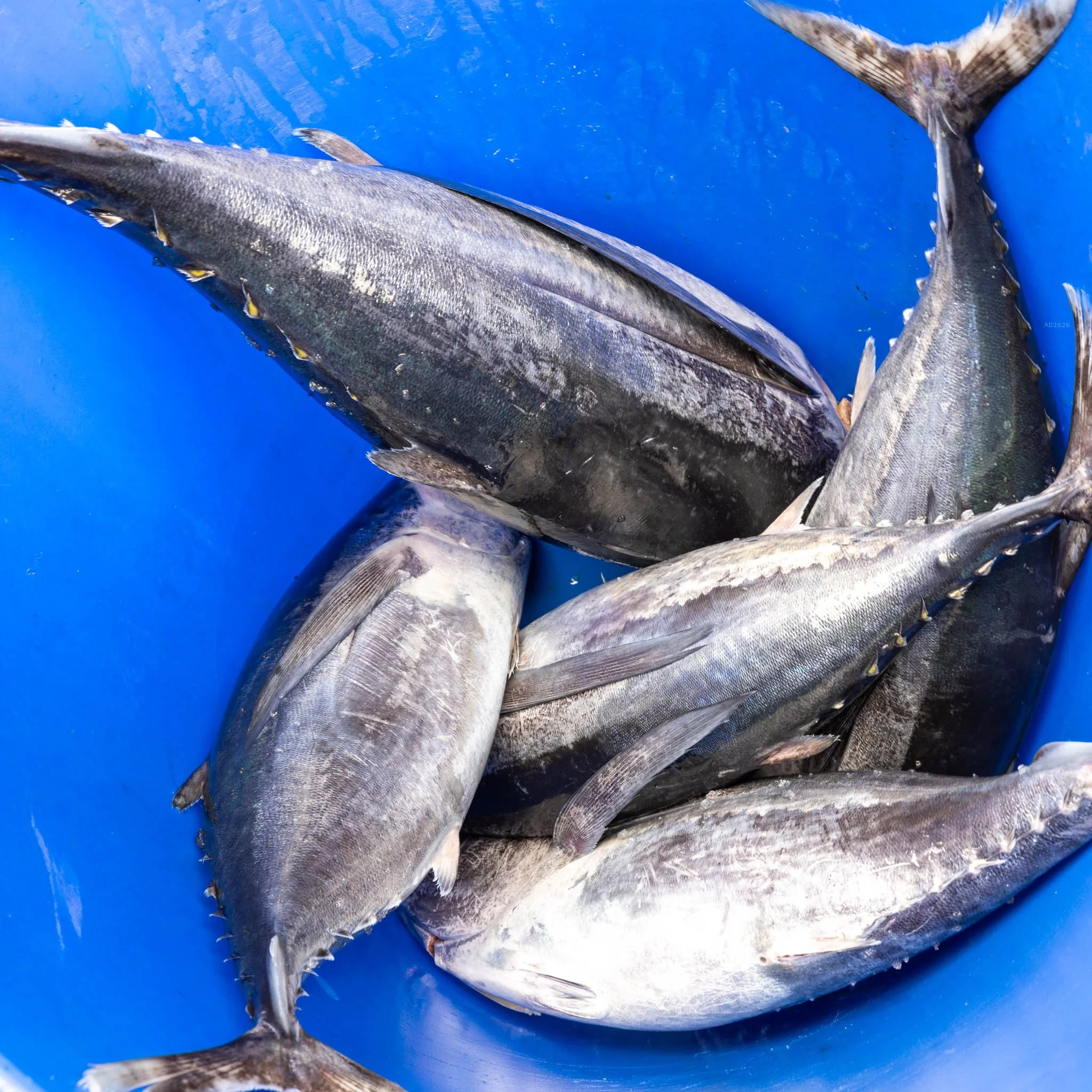 seafoodconnection-tuna-in-bucket-2026-adventuringduo-1.jpg