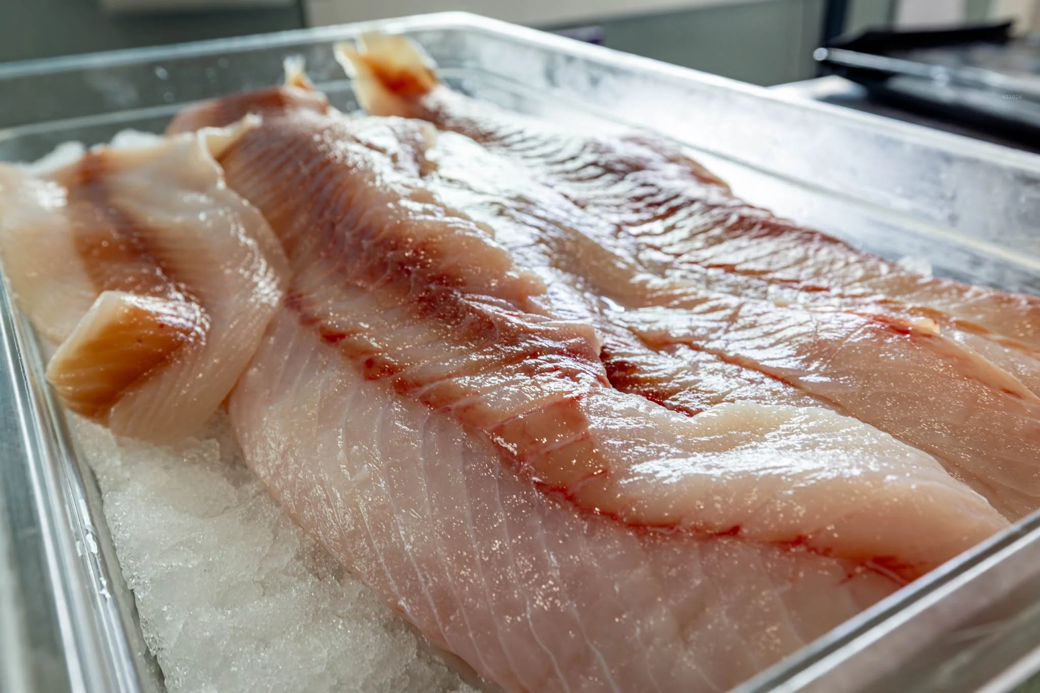 seafoodconnection-fresh-fish-lingcod-2026-adventuringduo-1.jpg