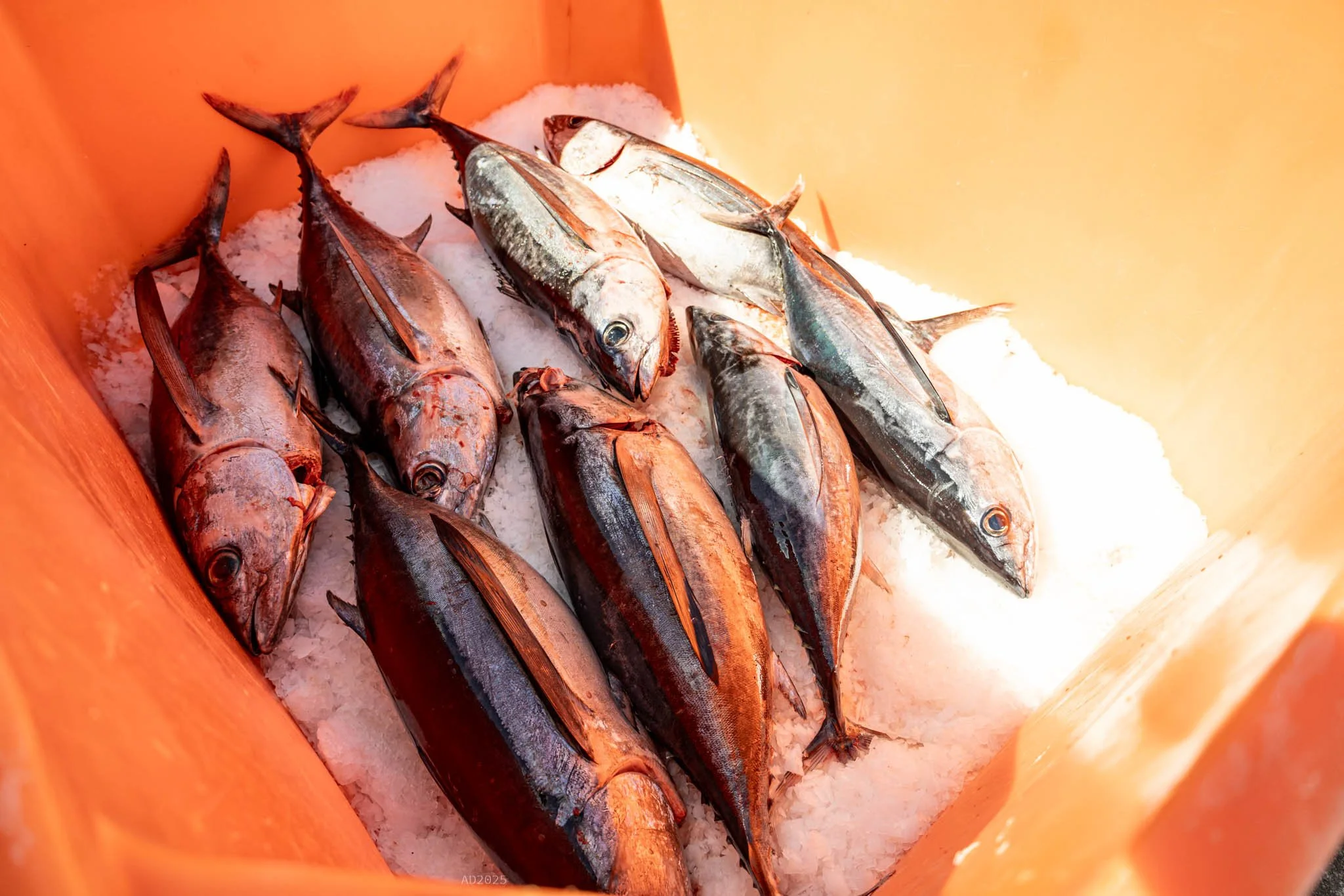 Photo by adventuring duo LLC of Albacore tuna in Westport, Washington