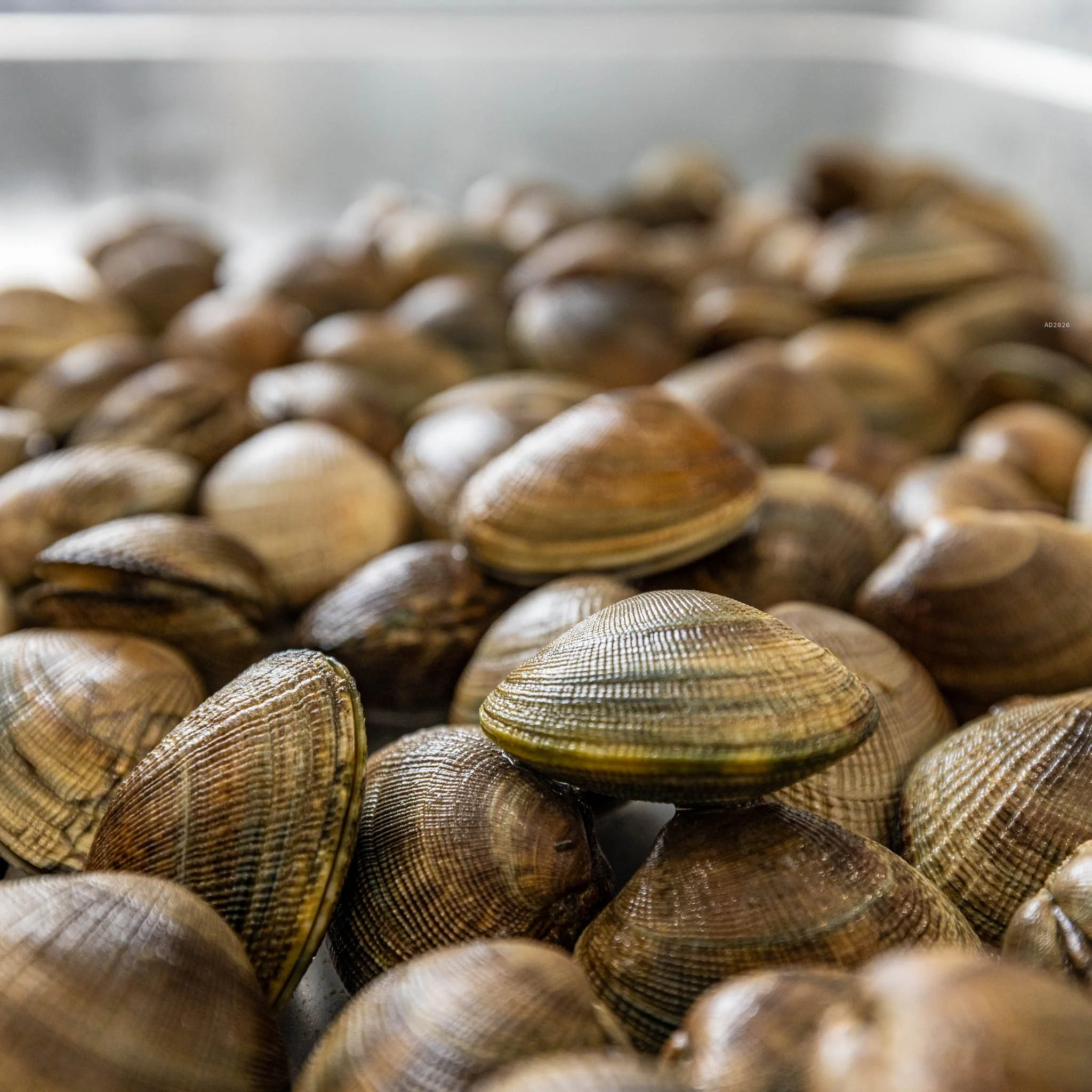 seafoodconnection-steamer-clams-2026-adventuringduo-1.jpg