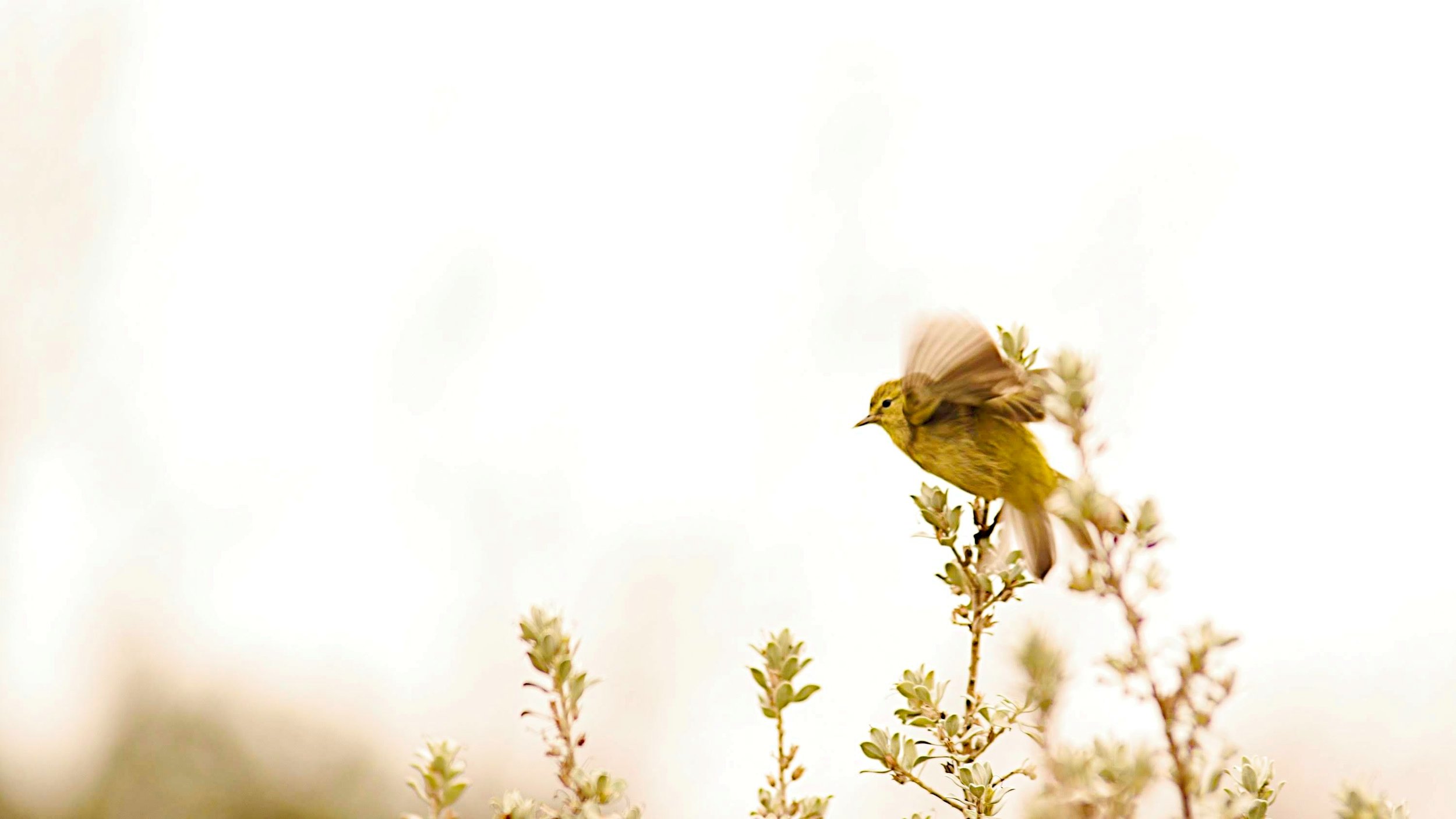 bird 83sam.jpg