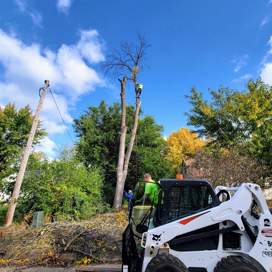 tree removal 2.jpg