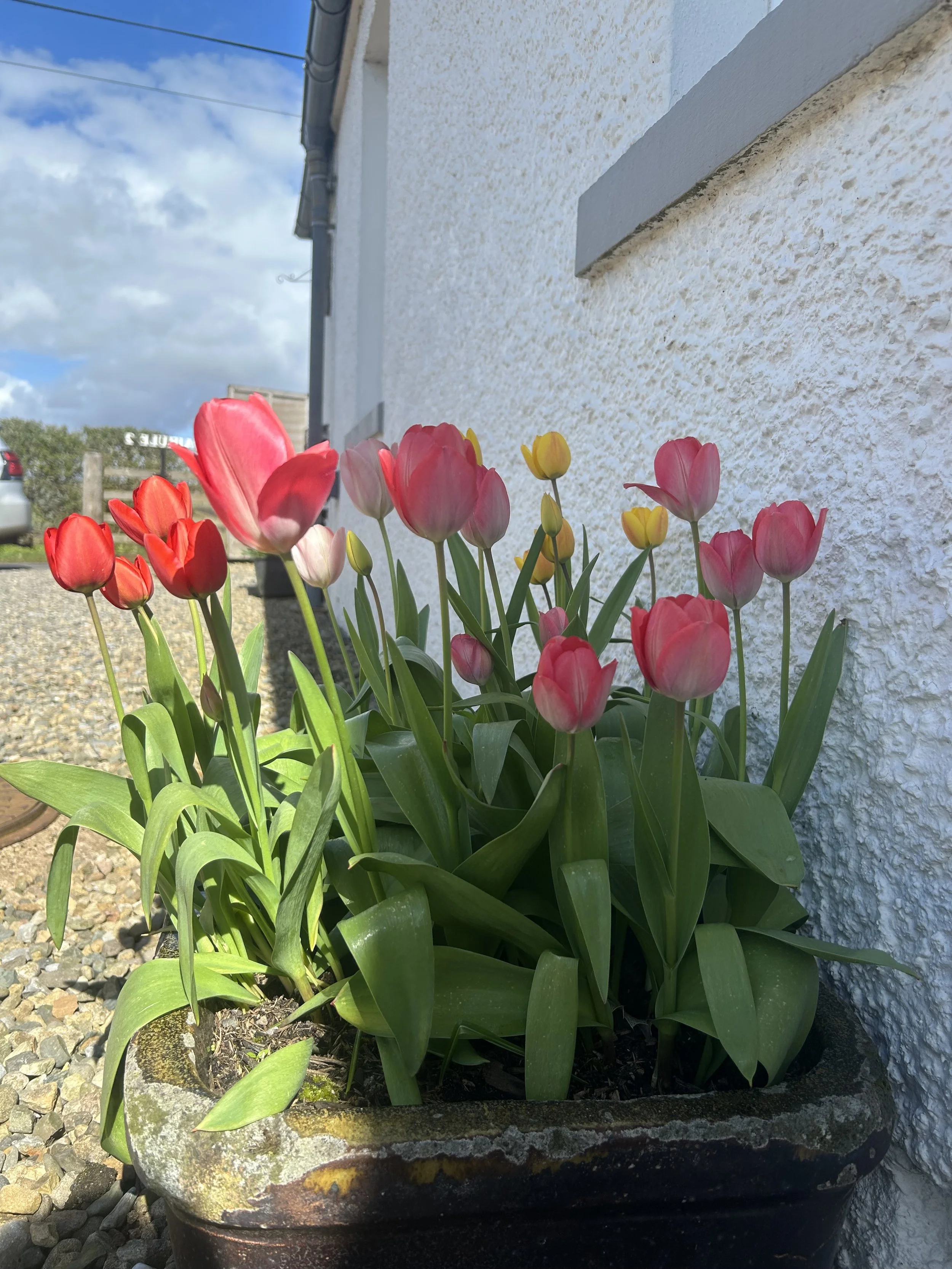 Tulips.jpeg