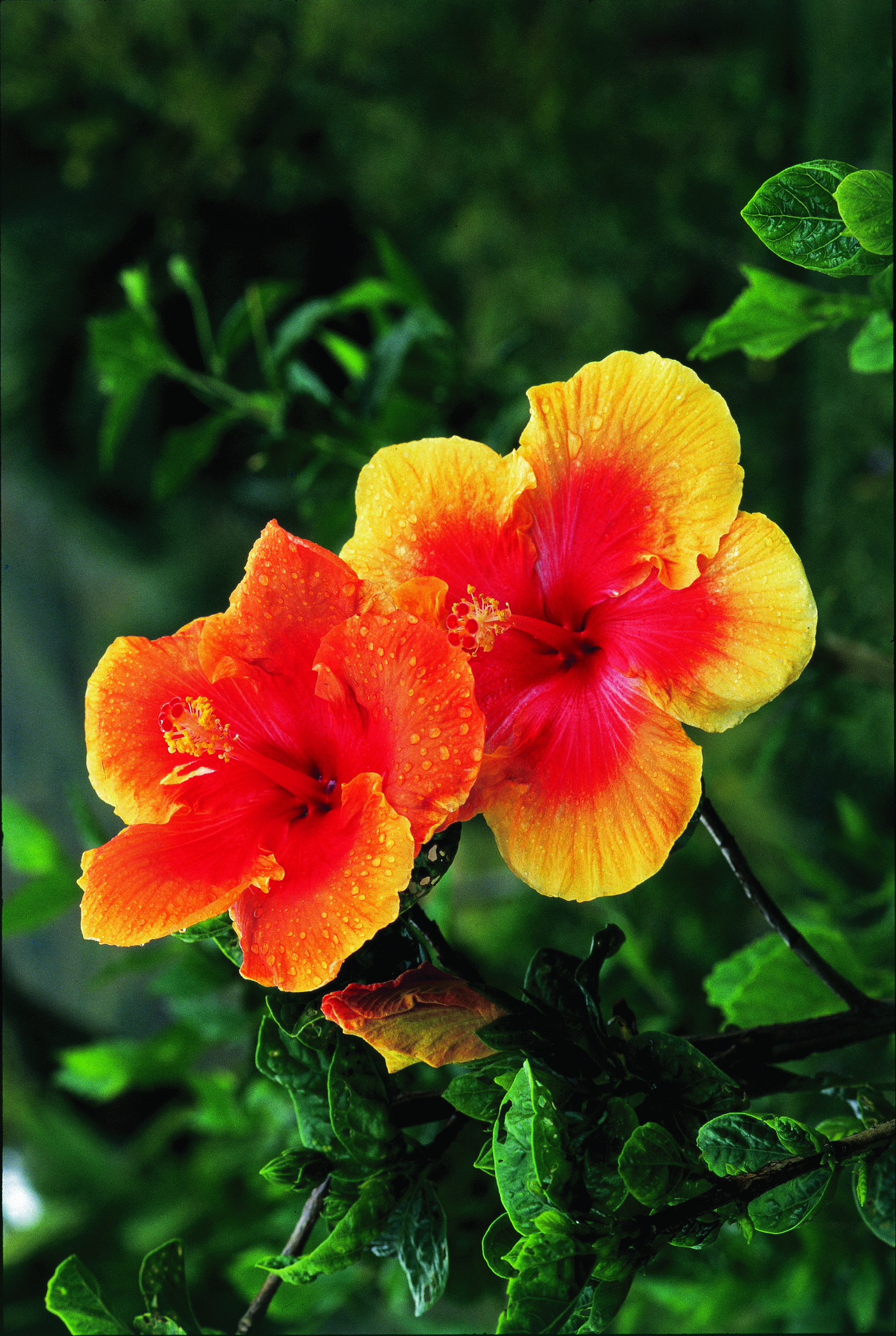 Hibiscus Flower.png