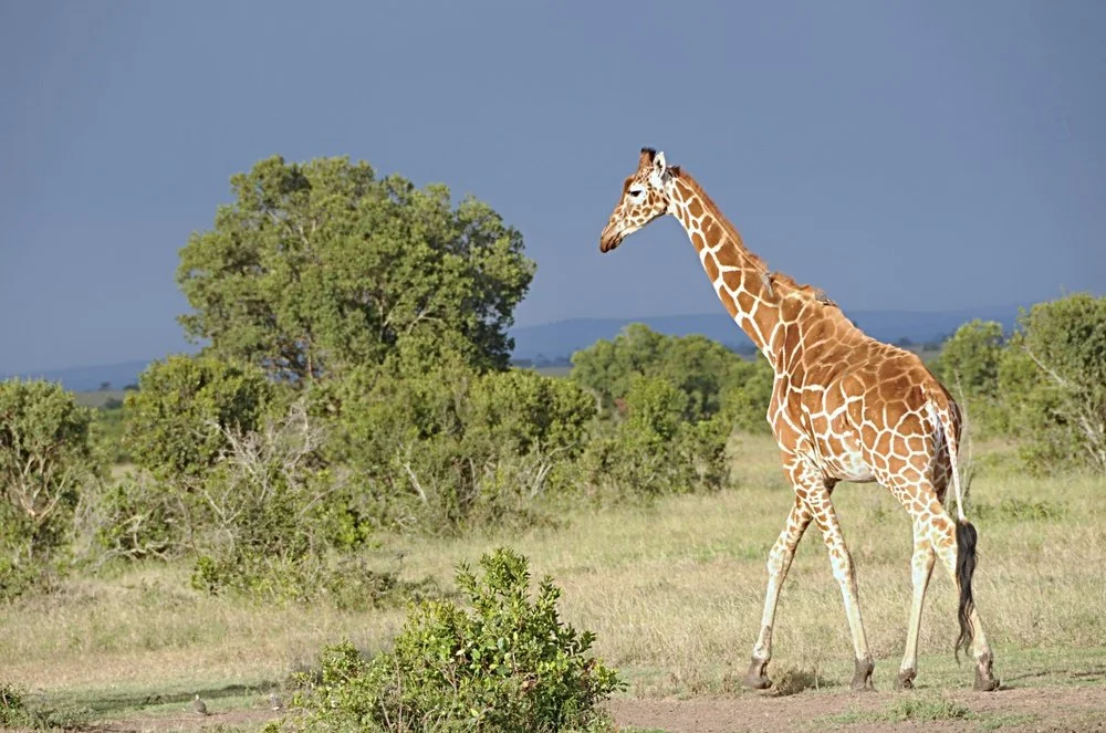 Giraffes Ol Pejeta Conservancy.jpg