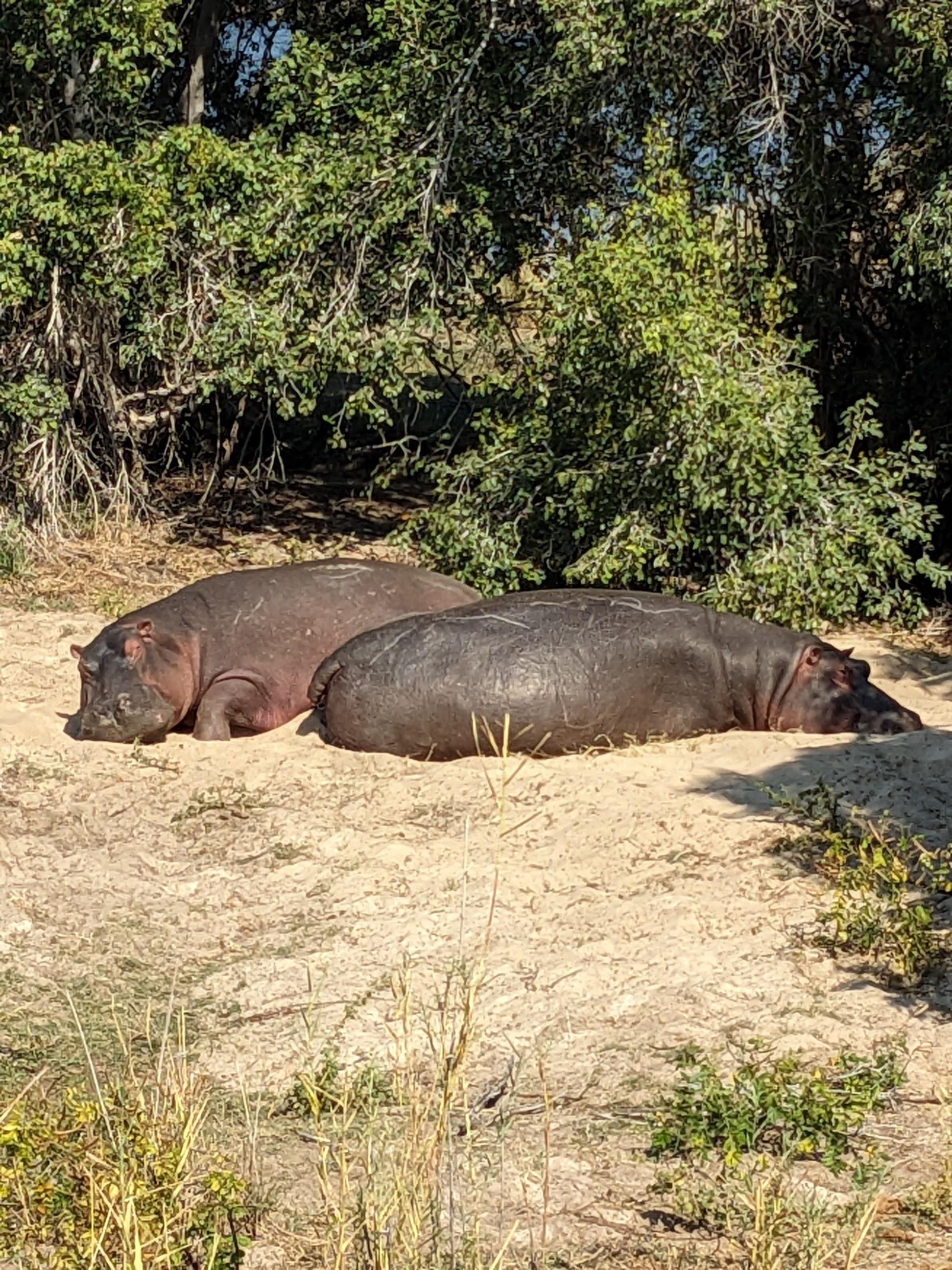 Hippos.jpg