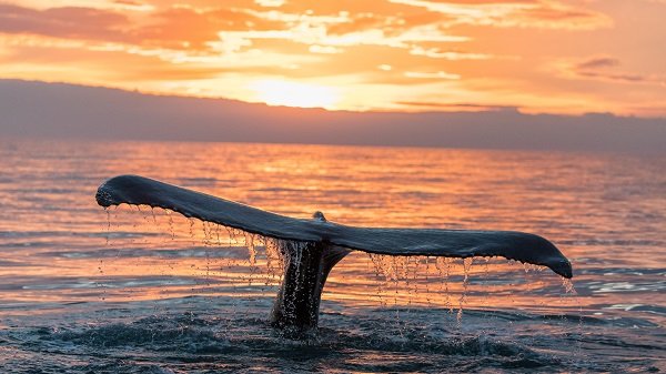 Whale Tail Sunset resized.jpg