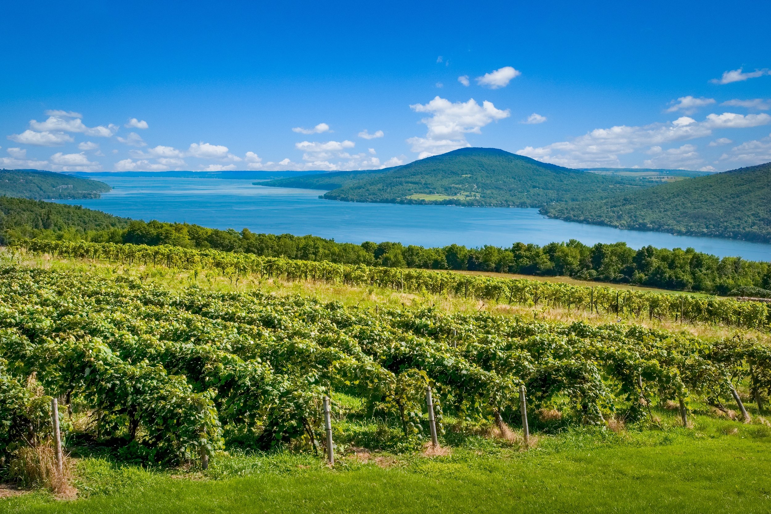 Finger Lake with vineyard.jpg