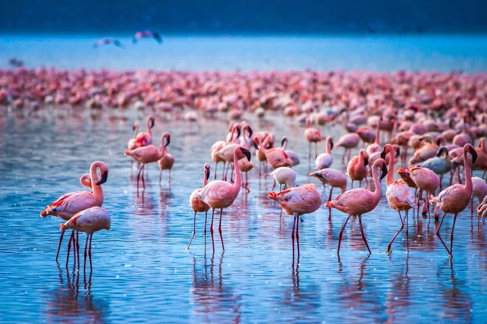 Flamingos Lake Nakuru.jpg