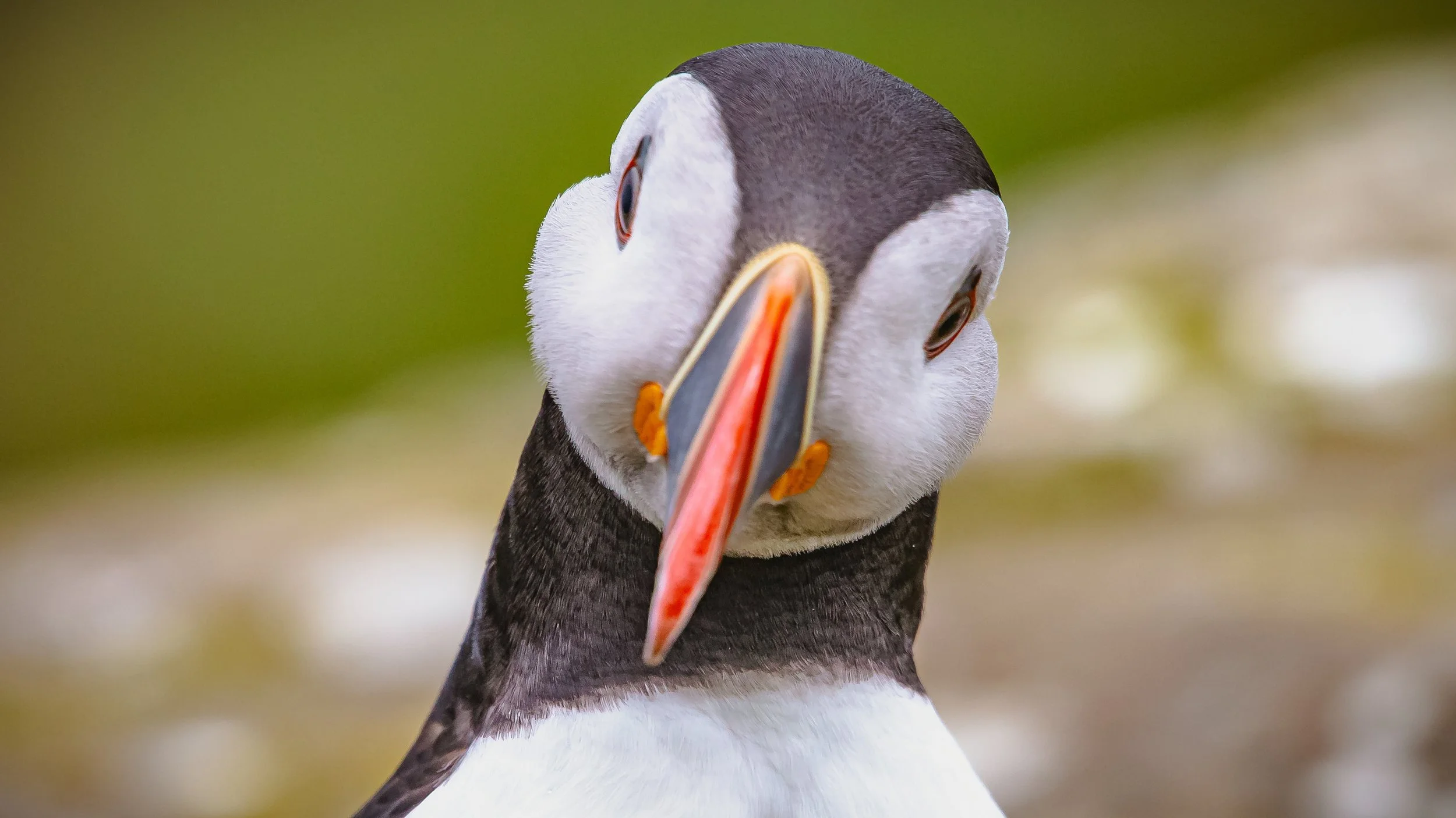 Puffin Maine.jpg