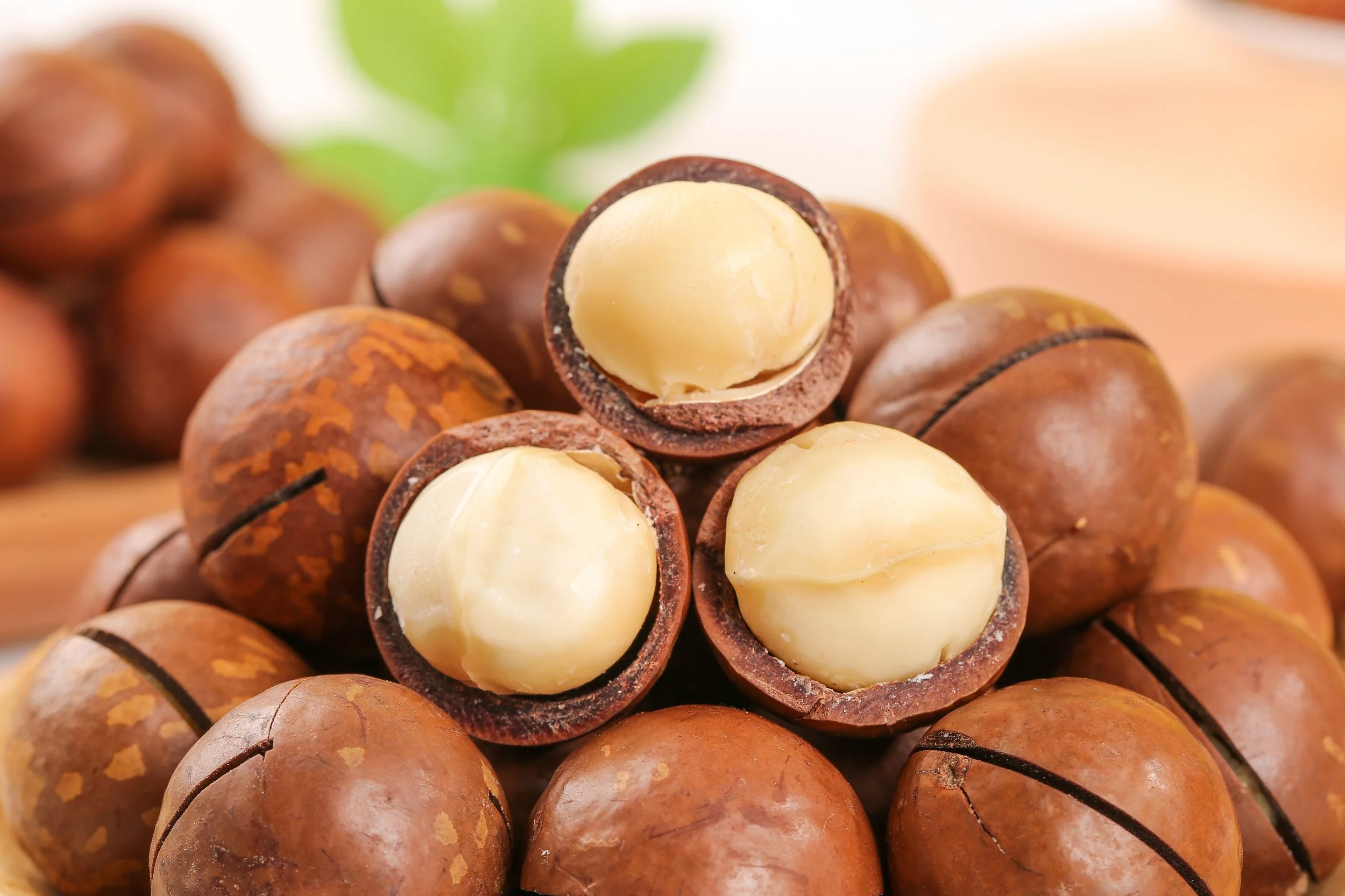 Macadamia Nut Hawaii.jpg
