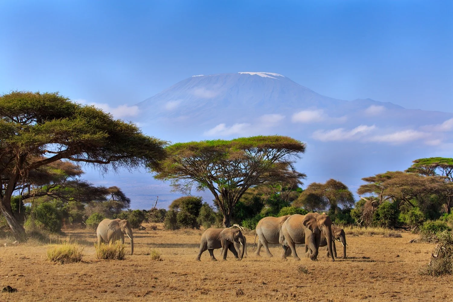 Elephants Mt Kilaminjaro.jpg