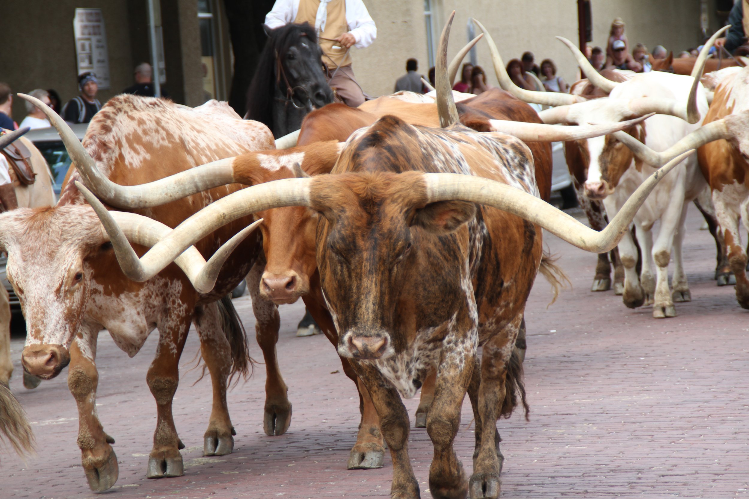 Fort Worth Stockyards Longhorn Cattle.jpg