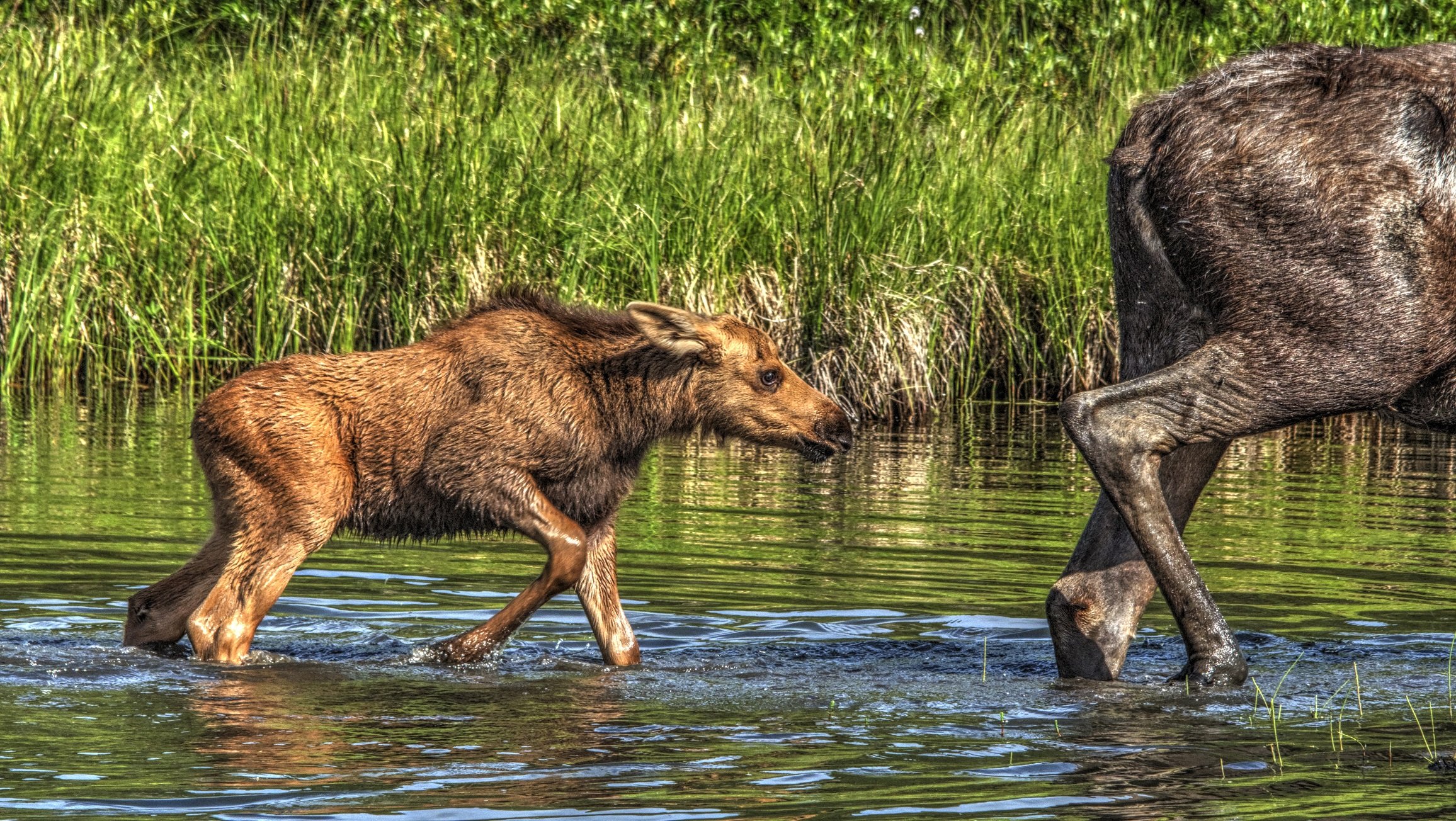 calfmoosefollows - resized.jpg