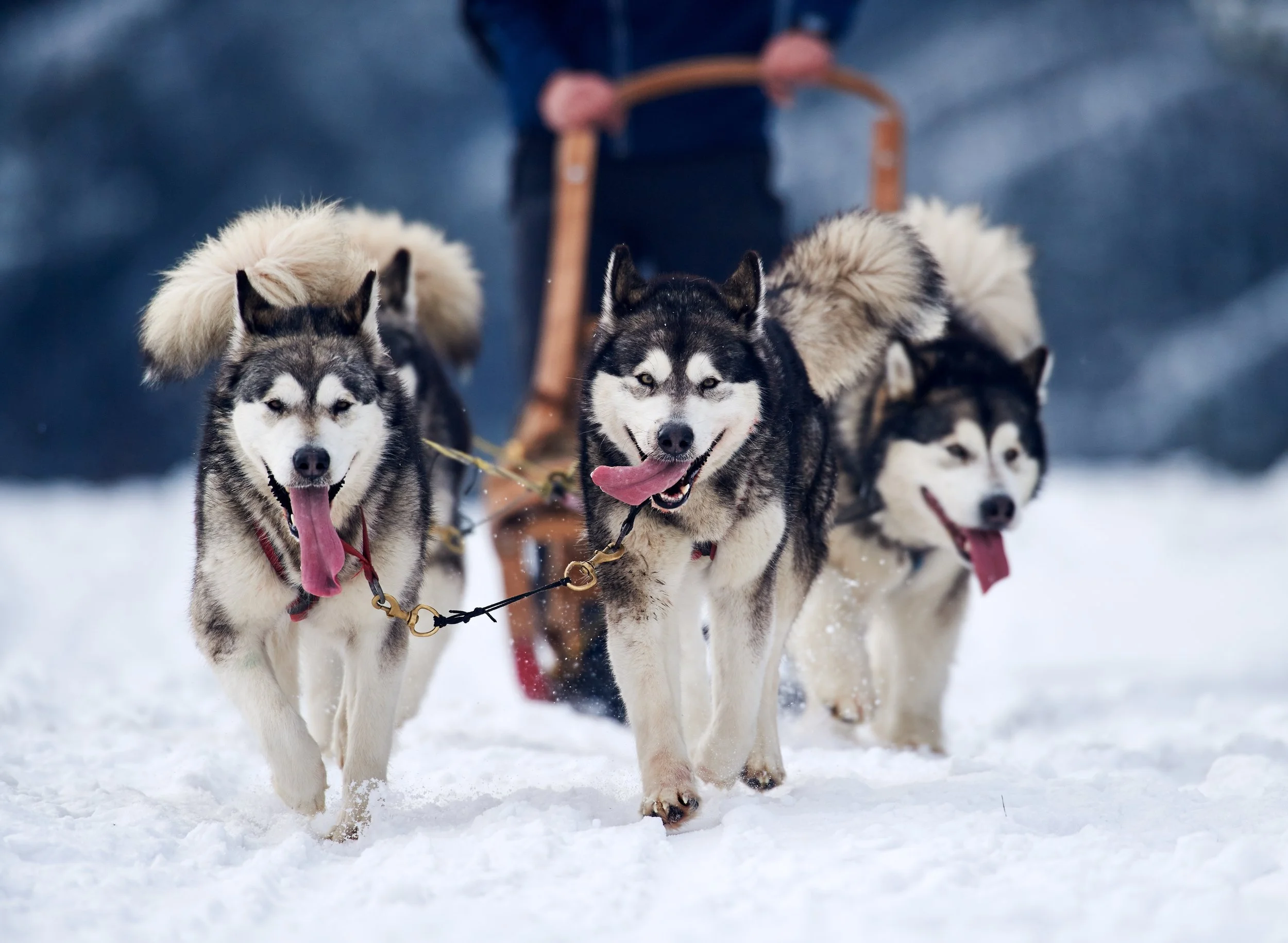 Alaska Huskies 3.jpg