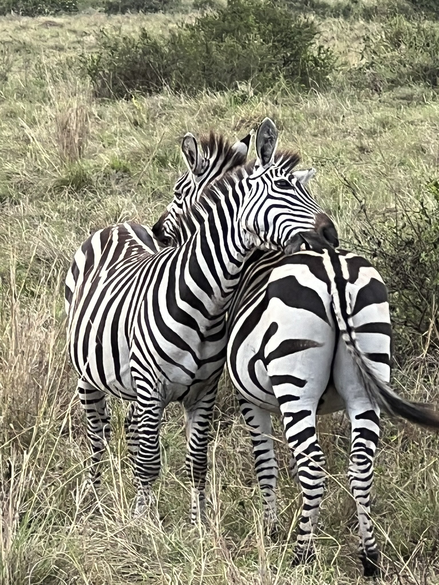 Zebras Hugging.jpg