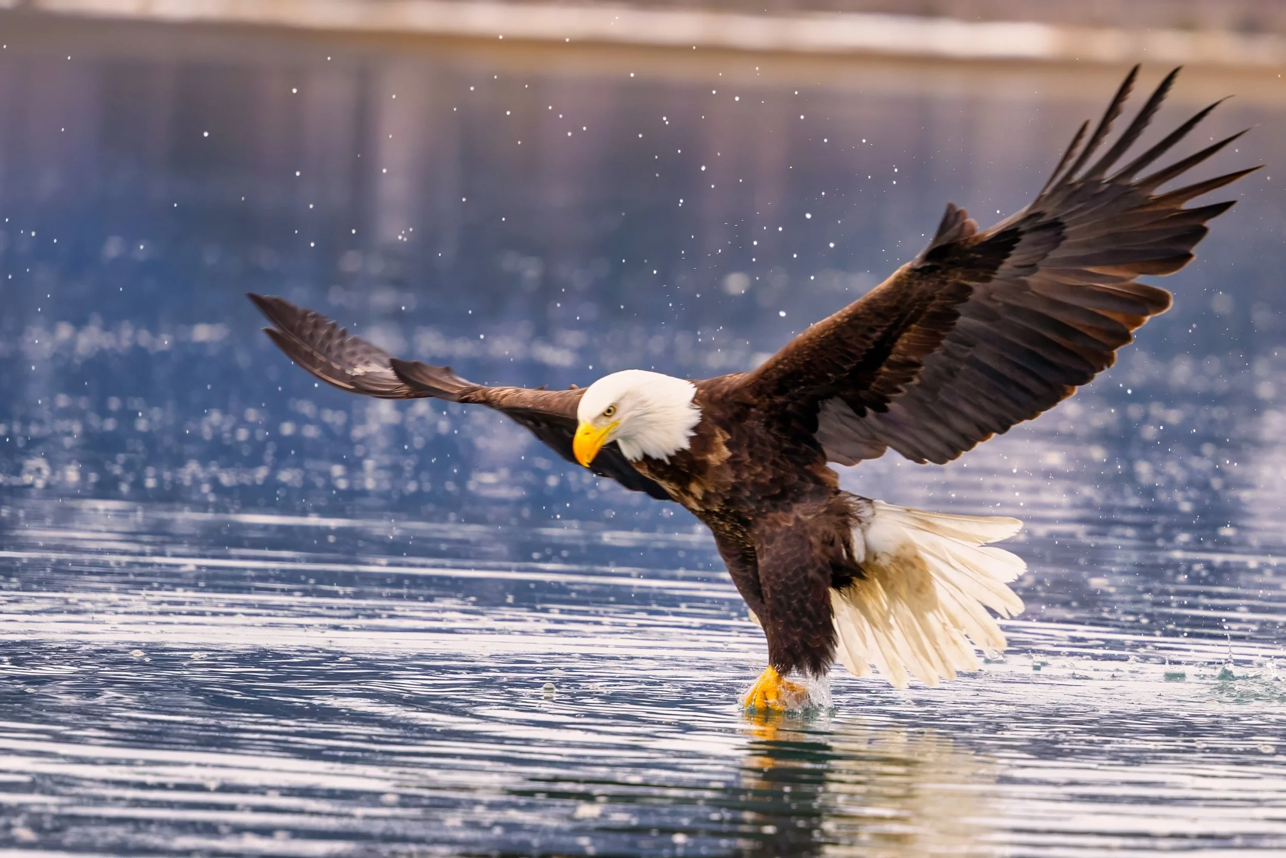 Alaska eagle.jpg