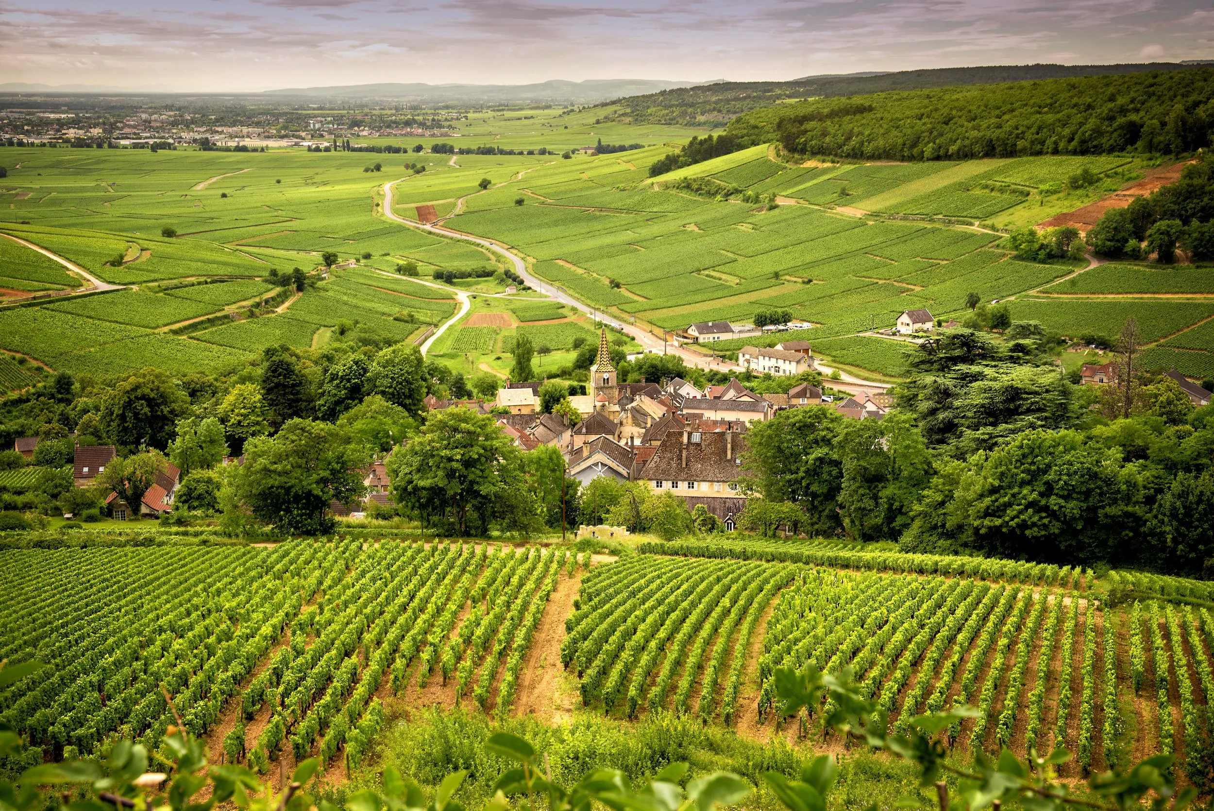 Burgundy France Vineyards.jpg