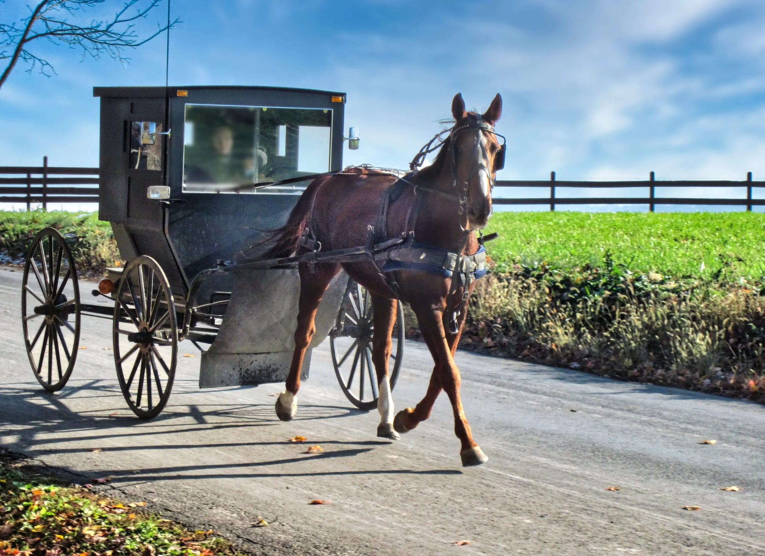 Amish horse & buggy.jpg