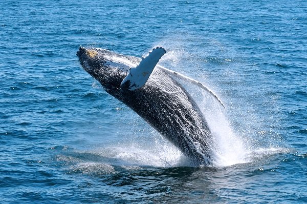 Whale Watching resized.jpg