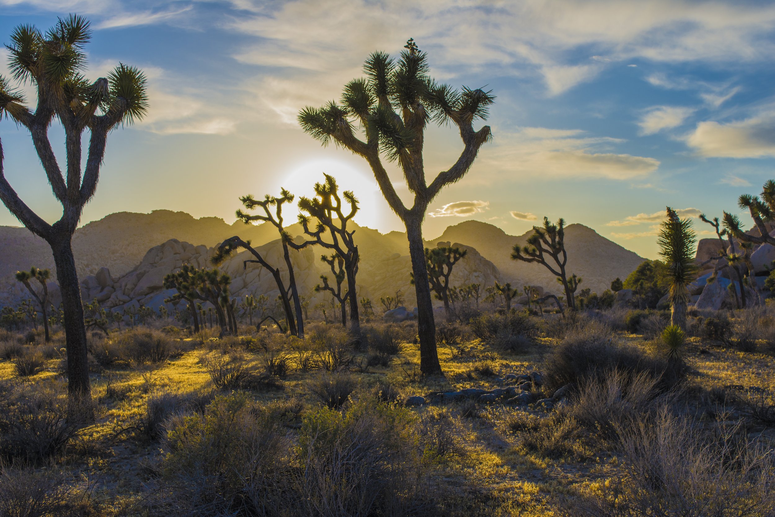 Joshua Tree 3.jpg