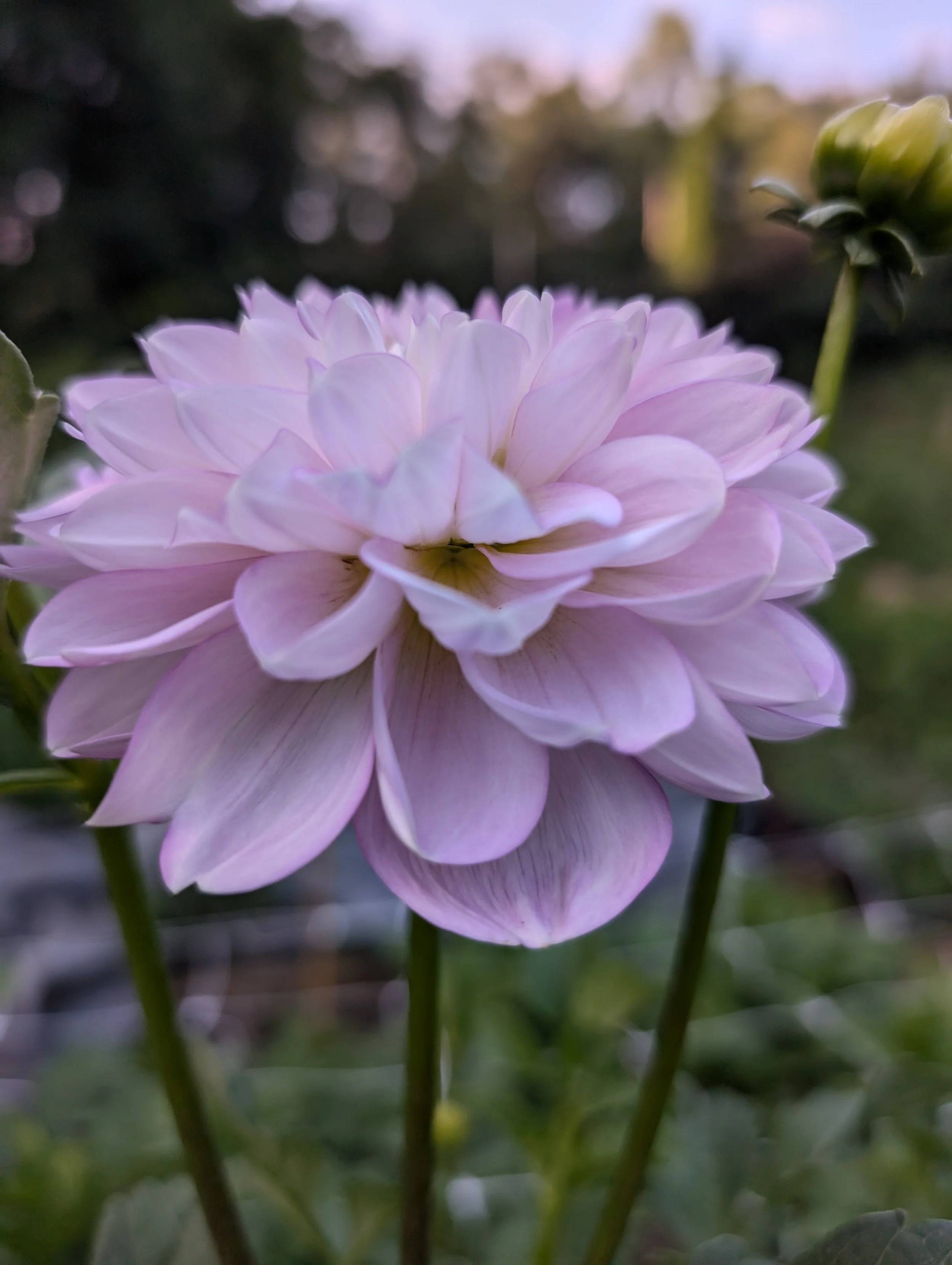 PXL_20240821_115548173.MP (2).jpg