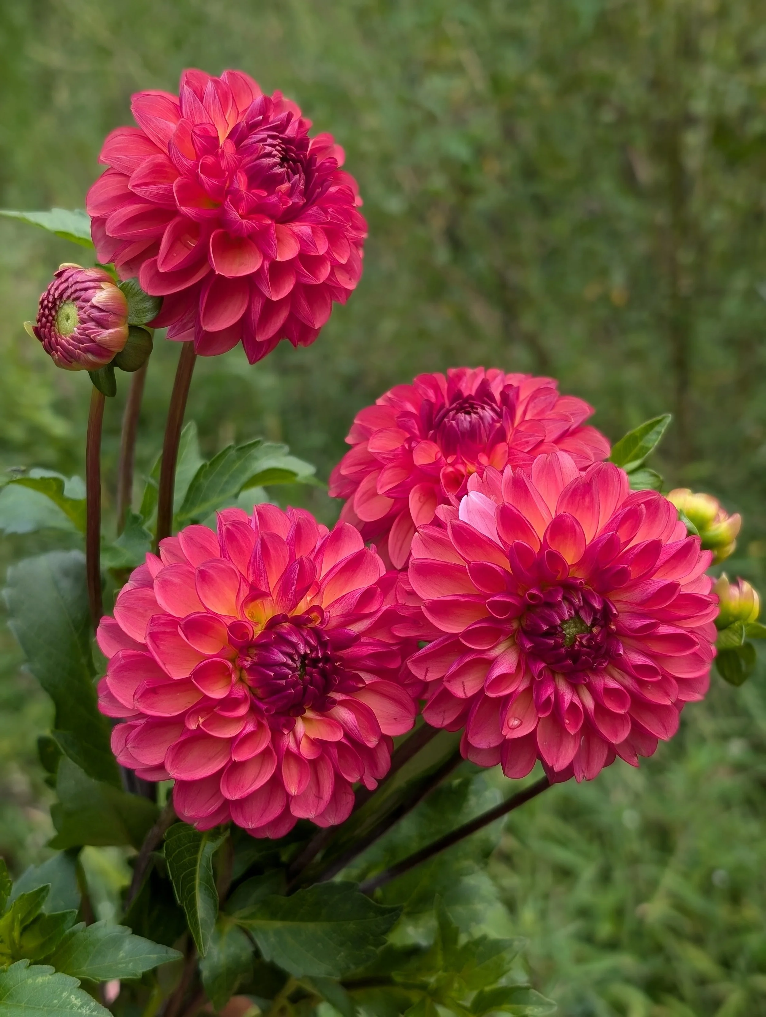 PXL_20240914_150144617.PORTRAIT (1).jpg