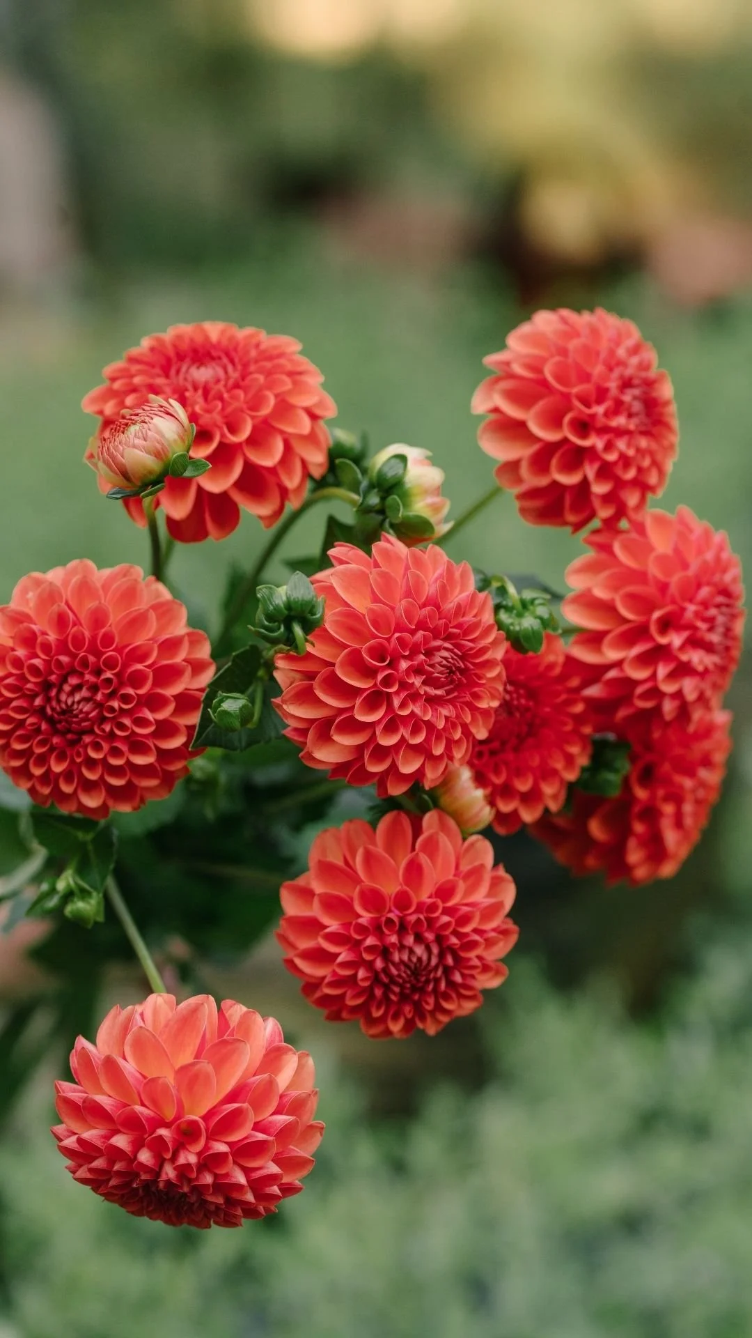 Dahlia Website photos (1).jpg