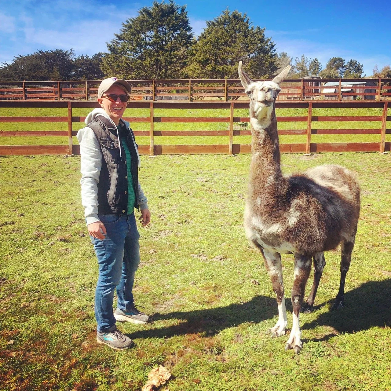 Resilience through Llamas