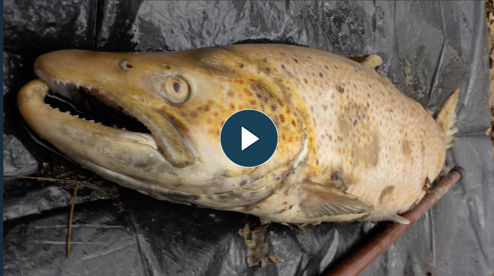 On the edge of extinction … the extraordinary “Sussex Tiger” sea trout