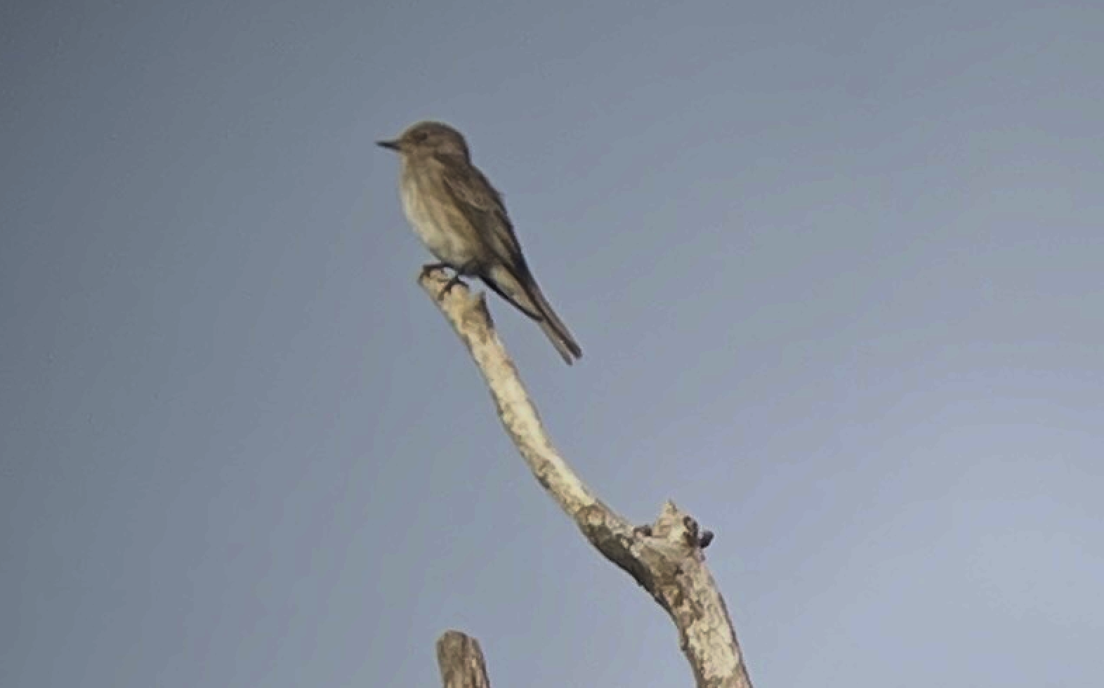 Red-listed Spotted Flycatcher recorded on Eton land