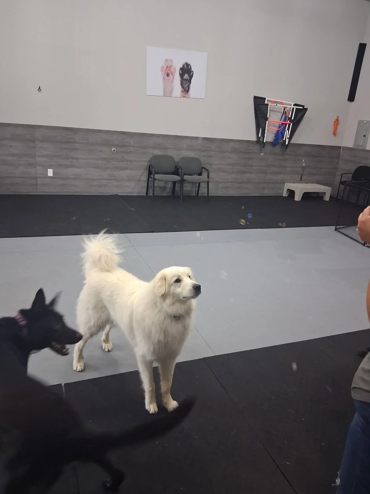 Two dogs inside a training or play area with chairs and a poster of two dogs on the wall.