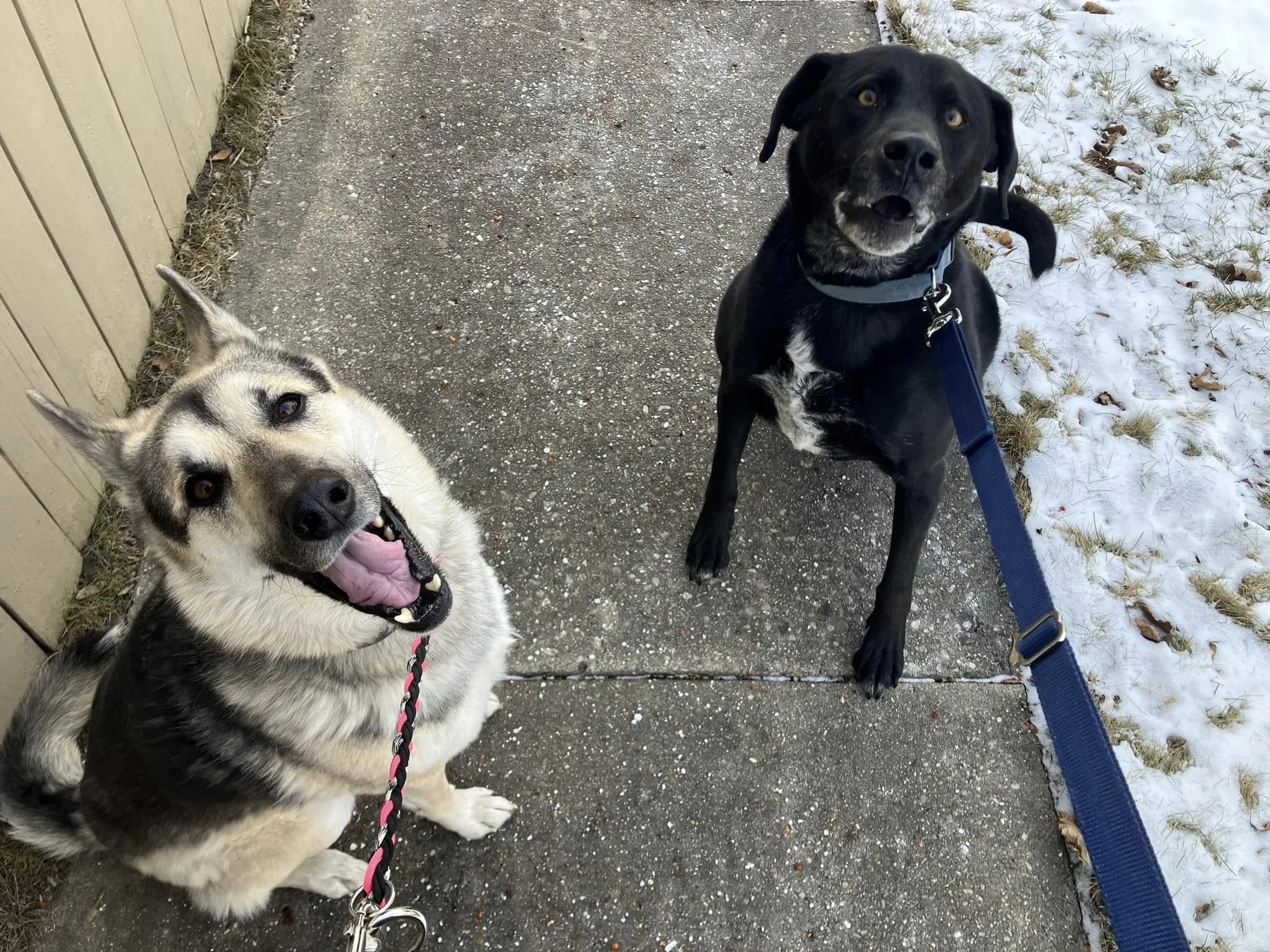Two dogs on leashes sitting on a sidewalk near a snow-covered grassy area and a wooden fence, one looking up with a happy expression, the other looking slightly off camera.