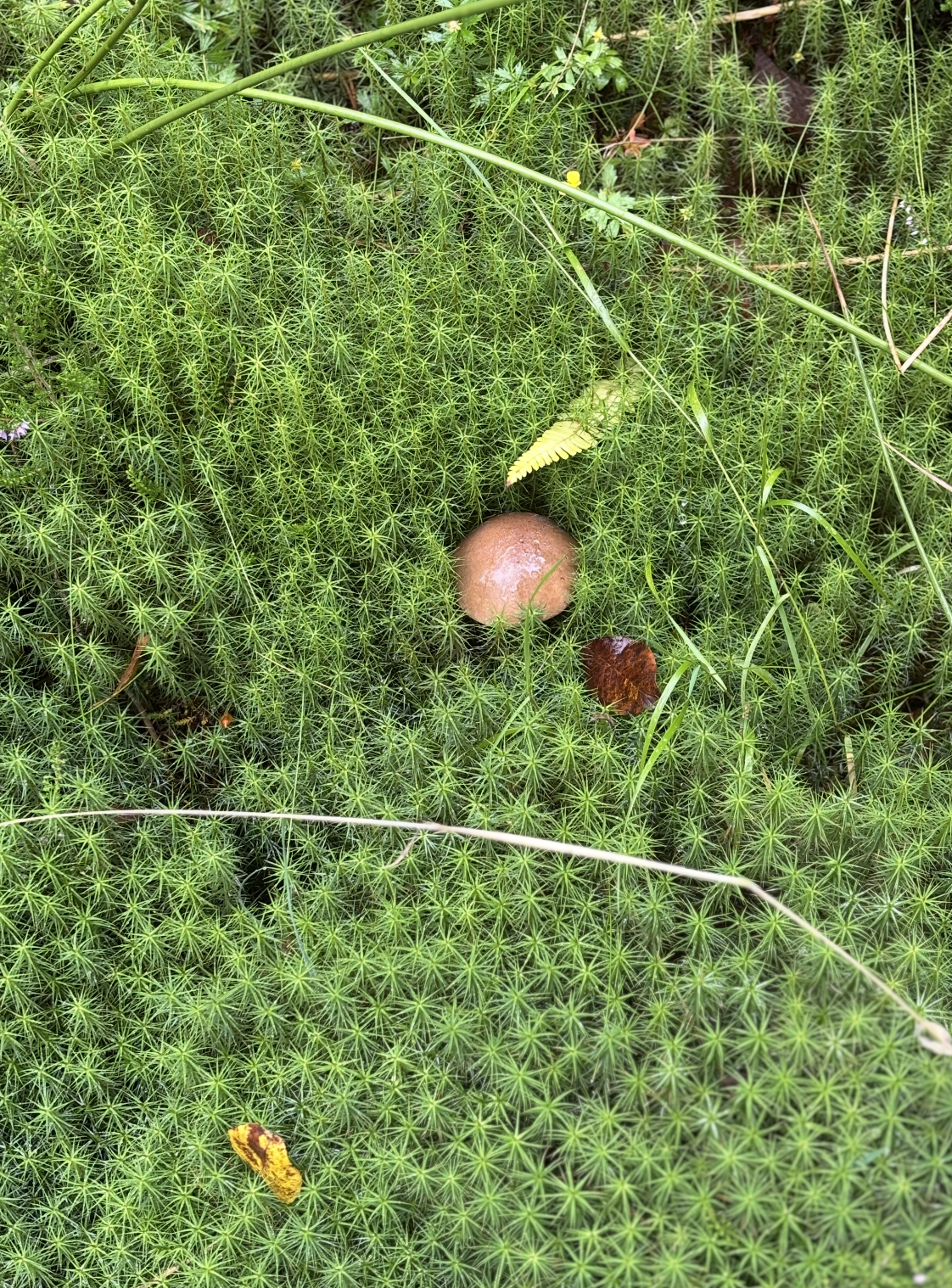 Snímek obrazovky 2026-01-09 v 17.28.42.png