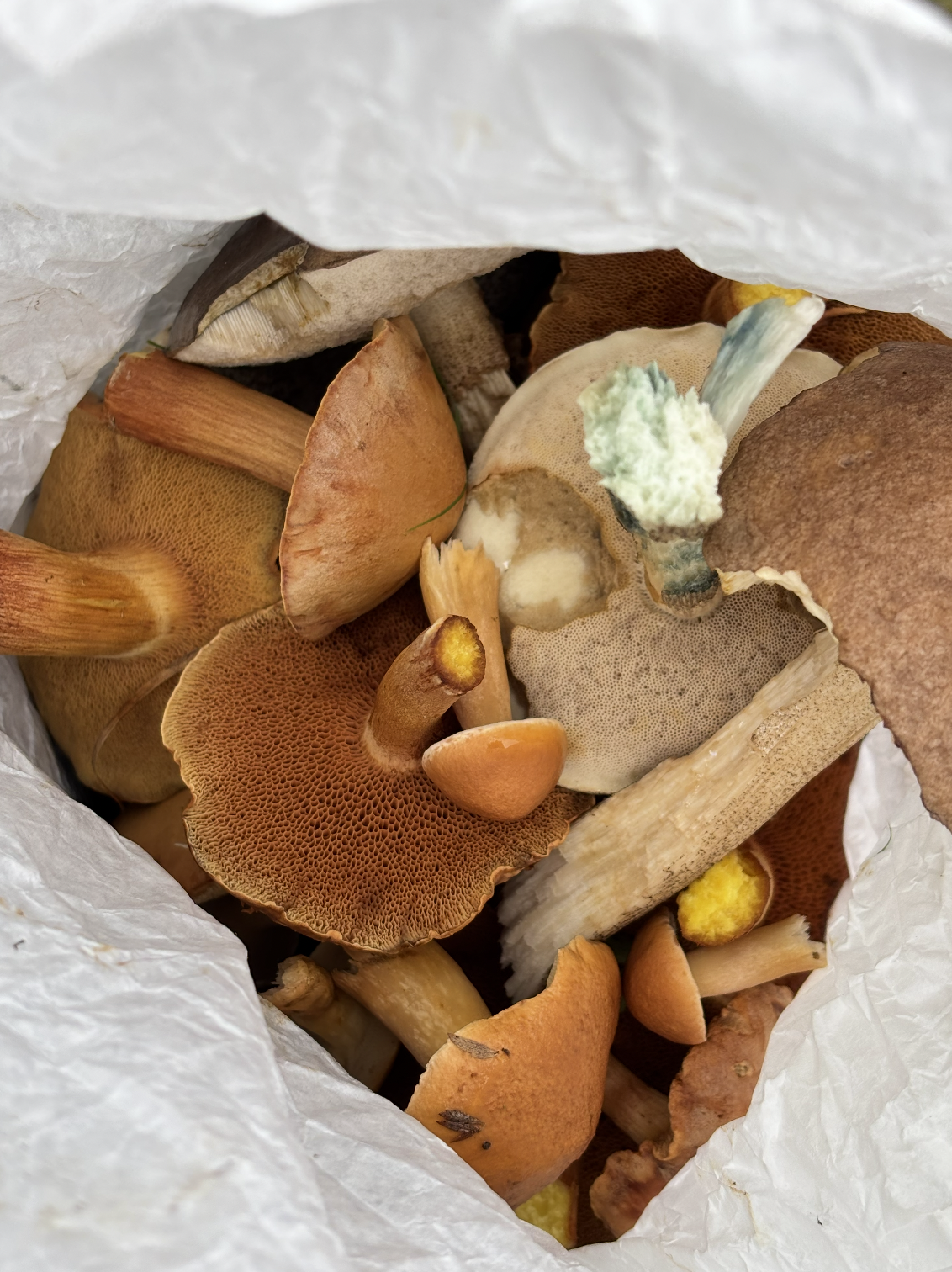 Snímek obrazovky 2026-01-09 v 17.30.40.png