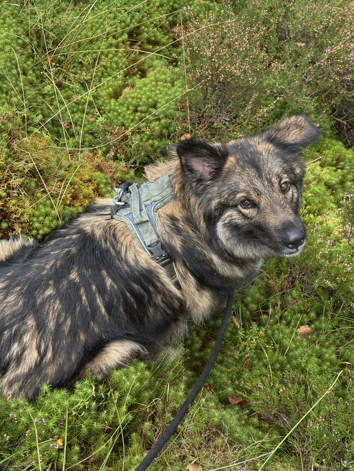 Snímek obrazovky 2026-01-09 v 17.30.53.png