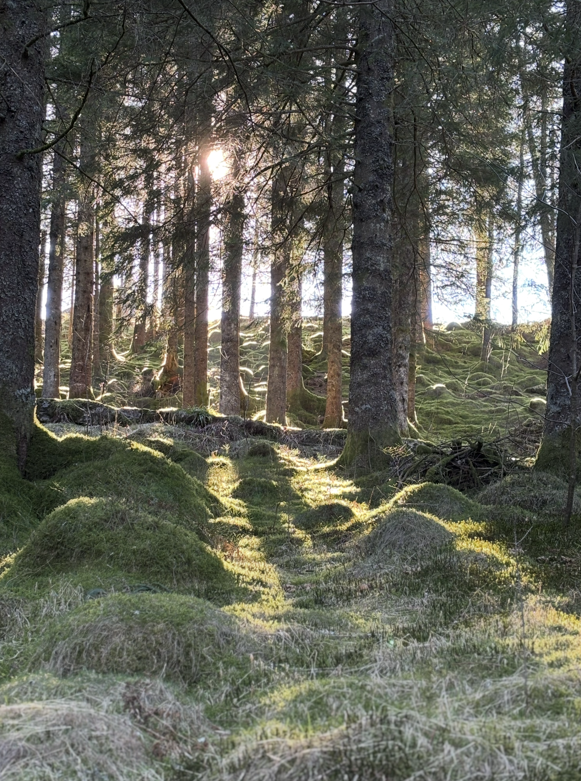 Snímek obrazovky 2026-01-09 v 17.48.39.png