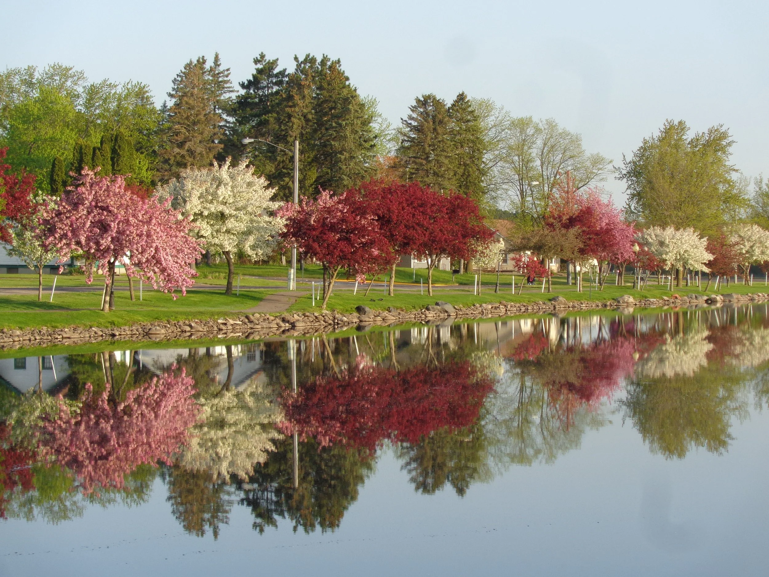 Mike Malchow - Cherry Blossoms - Home Page.JPG