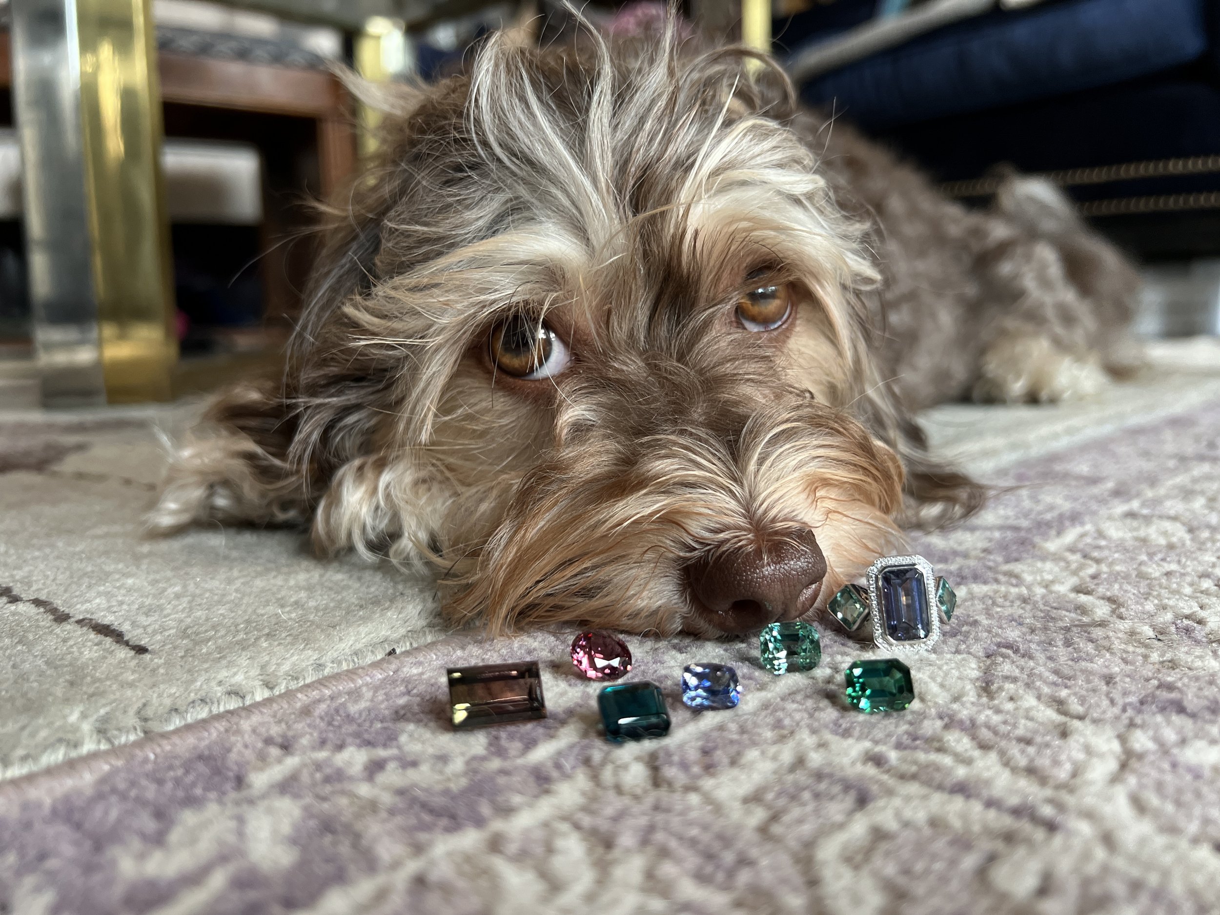 Dog lying on a carpet surrounded by various colorful gemstones and jewelry, with a relaxed expression.
